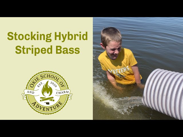 Watch Stocking Hybrid Striped Bass and Holdenville Fish Hatchery Tour on YouTube.