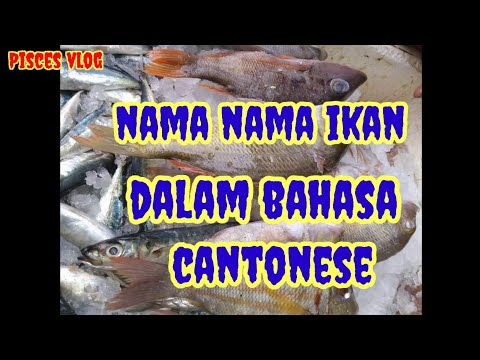 NAMA NAMA IKAN LAUT DALAM BAHASA CANTONESE ‼️