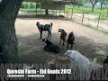 rajasthan goat farming