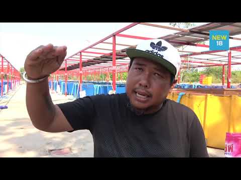 หนองคายเลี้ยงปลาดุกบ่อผ้าใบไม่พอขาย | NEW18