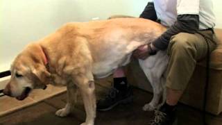 Chiropractic Care for Animals. Part Two -