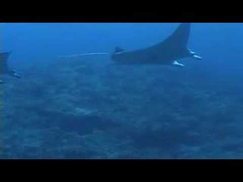 whale shark attack. Galapagos - Sea Life - Dive - Whale Shark - Laje de Santos - Attacks - Manta