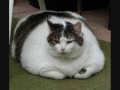 Really Fat Cats And Really Fat Dogs