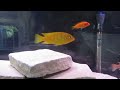 cichlid