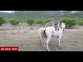 Horse and donkey sex mating