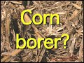 Chopping corn header by Harvestec