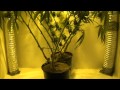 How I Grow Weed - Nutrients - PH - Rockwool - Growing Marijuana Indoors
