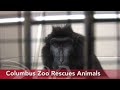 Columbus Zoo Rescues Animals