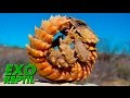 Exo Reptil - Lagarto Armadillo ( Ouroborus Cataphractus )