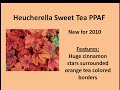 Heucherella Sweet Tea