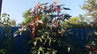Castor Bean Plant Saved My Fruit Trees