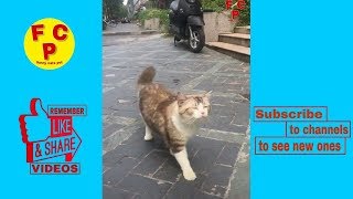 Pets always make you can not help laughing ( funny dogs and cats )( funny cats vines )