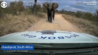 Web Extra Dash Cam Video Shows Elephant Charging At Truck