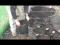 How to grow Exhibition potatoes for Show in Polypots or Bags