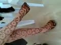 بنت تهيج اى راجل مثيرة قوى