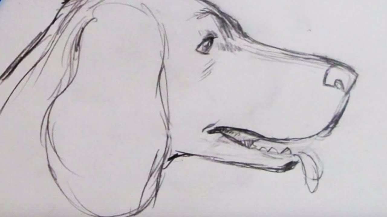 How to Draw a Dog (Spaniel) - YouTube