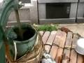 【井戸】手押しポンプの使い方【おぼえておくと役に立つ】