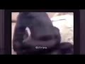 how gorillas mate (documentary)