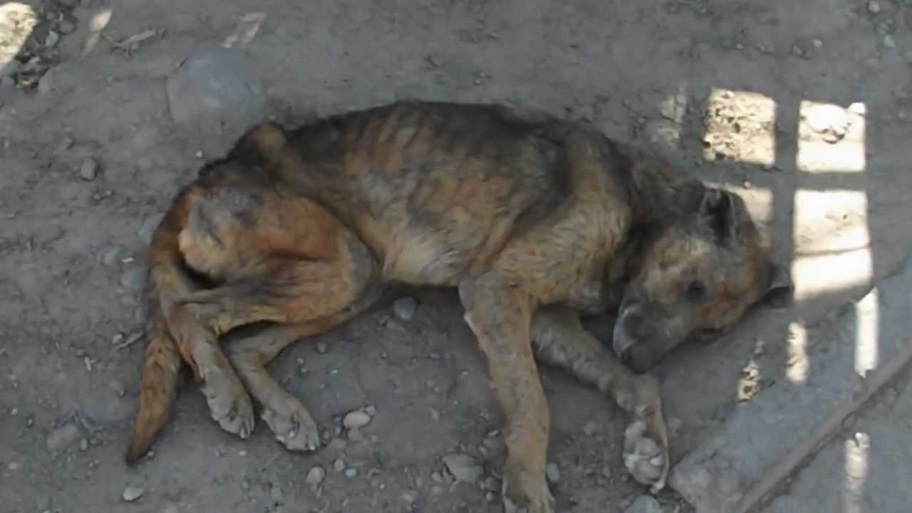 CANTIDAD DE PERROS CALLEJEROS cantidad de perros callejeros: