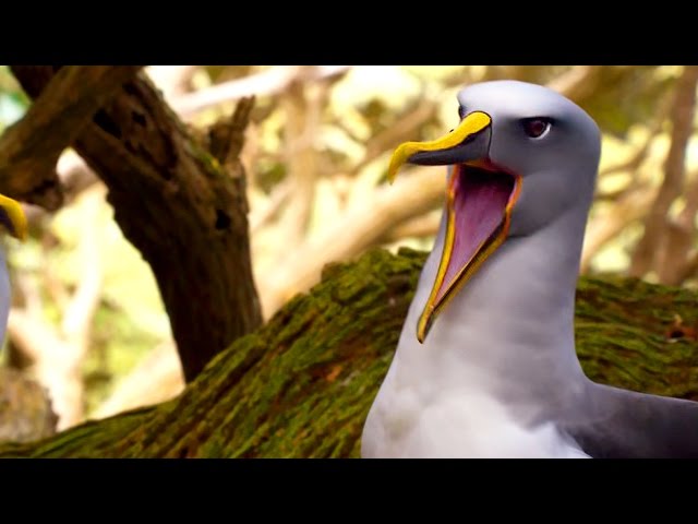 Planet Earth 2 Animals Scream Like Humans - Video