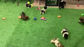 Meet Our Shorkiepoo puppies