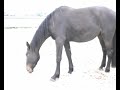 Wobbler Horse/ Atactisch paard 6