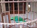 image Cucak Ijo Juara Mantap Suara Kucing