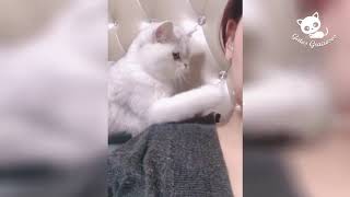 Funny cats - The Best Videos of Funny Cats / Gatos Graciosos - Los Mejores Videos de Gatos Chistosos