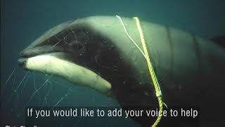Your chance to prevent a dolphin extinction