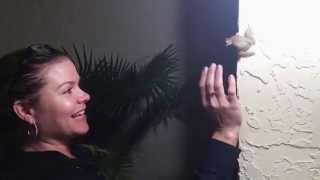 Frog Pees On Womans Face