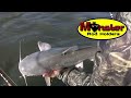 Catfish rigs for rivers:3-way slider rig - youtube