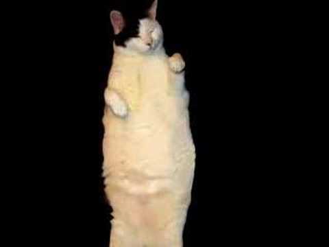 Kitty Kat dance!