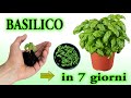 BASILICO IN 7 GIORNI, BASIL seedling, plantulas de albahaca, basilic