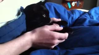Cornelius The Cat Plays Piano