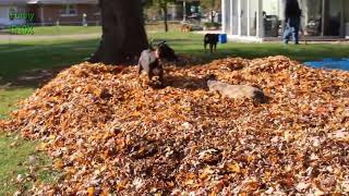 Dogs Playing In Autumn Leaves Compilation 2018 - Fun Pool