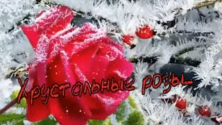 Светлана Астор -  Хрустальные Розы