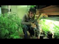 Grow Cannabis – Overgrow! – by Jorge Cervantes