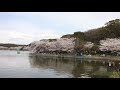 明石公園の満開の桜