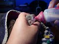 nourrir un bébé lapin sauvage