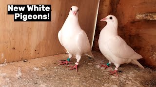 New White Racing Pigeons