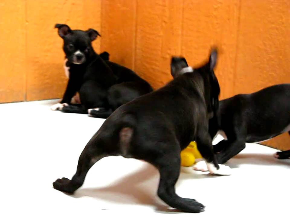 puppies for sale in santa clarita boston terrier puppies for sale in san jose california ca ontario santa rosa puppies for sale in santa clarita boston terrier puppies for sale in san jose california ca ontario santa rosa