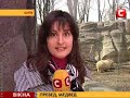Видео Киевский зоопарк решил избавиться от Чуда