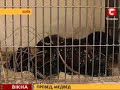Киевский зоопарк решил избавиться от Чуда