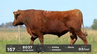 LOTE 157 - TOUROS ANGUS - LEILÃO SÃO BIBIANO 2021