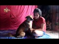 Amazing Lovely Smart Girl Playing Dogs Cute Dog Angkor HD