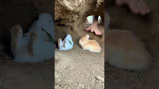 Catch The Rabbit Pet Debut Plan Sun Original