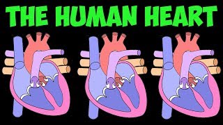 DNA Heart beat song from youtube