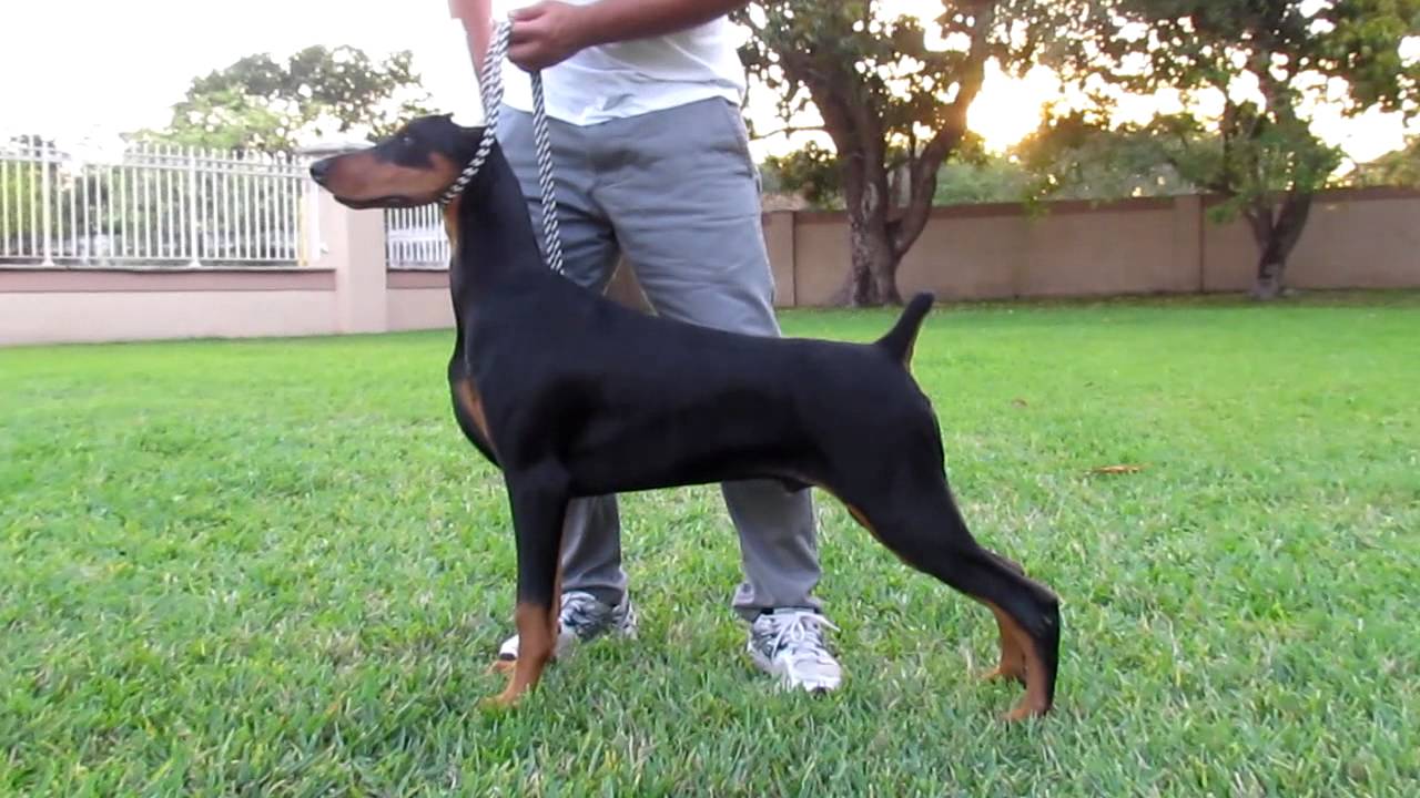 LEX LUTHOR DOBERMANN lex luthor dobermann: