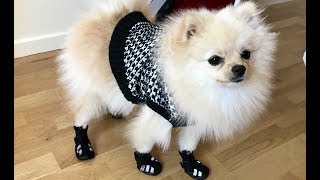 Funny Videos whit Puppy white Pomeranian | Bingo Dog Song - Fun Video for Kids