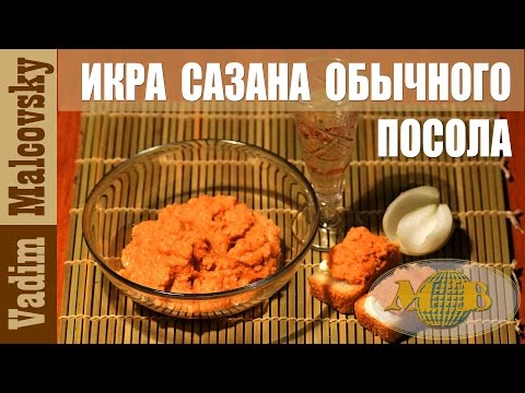 Как засолить сазана в домашних условиях быстро - Компания Экоглоб